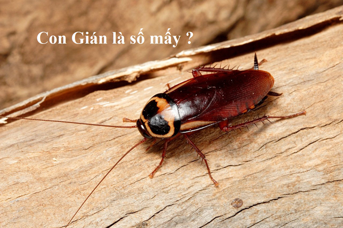 Con gián là số mấy